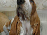 Собаки, щенята Бассет, ціна 1600 Грн., Фото