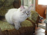 Кошки, котята Невская маскарадная, цена 1500 Грн., Фото