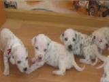 Собаки, щенки Далматин, цена 800 Грн., Фото