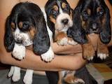 Собаки, щенки Бассет, цена 4000 Грн., Фото