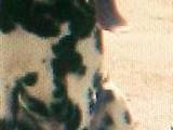 Собаки, щенки Далматин, цена 1000 Грн., Фото