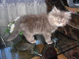 Кошки, котята Персидская, цена 300 Грн., Фото
