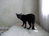 Кішки, кошенята Орієнтальна, ціна 700 Грн., Фото