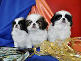Собаки, щенки Японский хин, цена 2500 Грн., Фото