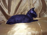 Кошки, котята Корниш-рекс, цена 1500 Грн., Фото