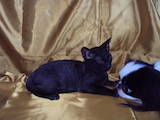 Кішки, кошенята Корніш-рекс, ціна 1500 Грн., Фото