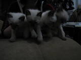 Кішки, кошенята Тайська, ціна 250 Грн., Фото