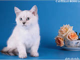 Кішки, кошенята Шиншила, ціна 4000 Грн., Фото