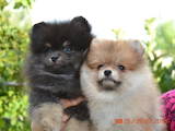 Собаки, щенки Малый шпиц, цена 5000 Грн., Фото