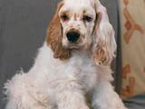 Собаки, щенята Американський коккер, ціна 950 Грн., Фото