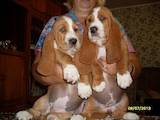 Собаки, щенки Бассет, цена 3500 Грн., Фото
