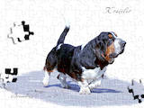 Собаки, щенята Бассет, ціна 100 Грн., Фото