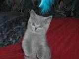 Кішки, кошенята Британська довгошерста, ціна 250 Грн., Фото