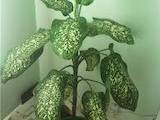Домашние растения Дифенбахии, цена 80 Грн., Фото