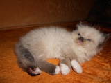 Кошки, котята Балинез, цена 450 Грн., Фото