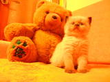 Кішки, кошенята Балінез, ціна 450 Грн., Фото