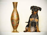 Собаки, щенята Пінчер, ціна 4000 Грн., Фото
