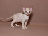 Кішки, кошенята Девон-рекс, ціна 2999 Грн., Фото