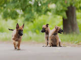Собаки, щенки Бельгийская овчарка (Малинуа), цена 6000 Грн., Фото
