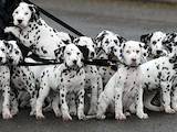 Собаки, щенята Далматин, ціна 800 Грн., Фото