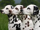 Собаки, щенята Далматин, ціна 800 Грн., Фото