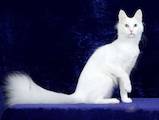 Кошки, котята Турецкая ангора, цена 200 Грн., Фото