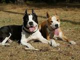Собаки, щенки Стаффордширский бультерьер, цена 500 Грн., Фото
