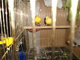 Папуги й птахи Канарки, ціна 300 Грн., Фото