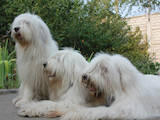 Собаки, щенки Южнорусская овчарка, цена 4000 Грн., Фото