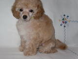 Собаки, щенята Той-пудель, ціна 900 Грн., Фото