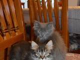 Кошки, котята Сибирская, цена 300 Грн., Фото