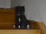 Кішки, кошенята Сибірська, ціна 300 Грн., Фото