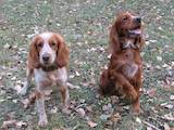 Собаки, щенки Русский спаниель, цена 1000 Грн., Фото