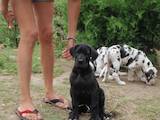Собаки, щенки Немецкий дог, цена 3000 Грн., Фото