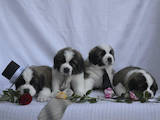 Собаки, щенки Сенбернар, цена 5000 Грн., Фото