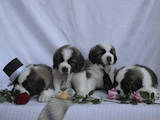 Собаки, щенки Сенбернар, цена 6000 Грн., Фото
