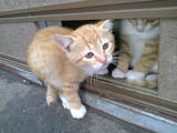 Кішки, кошенята Різне, ціна 3 Грн., Фото