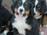 Собаки, щенки Большой Швейцарский зенненхунд, цена 2500 Грн., Фото