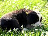 Собаки, щенята Великий Швейцарський зенненхунд, ціна 2500 Грн., Фото