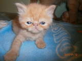 Кішки, кошенята Екзотична короткошерста, ціна 500 Грн., Фото