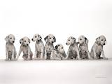 Собаки, щенята Далматин, ціна 1000 Грн., Фото