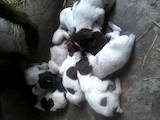 Собаки, щенки Длинношерстный чивава, цена 900 Грн., Фото