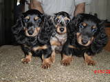 Собаки, щенки Длинношерстная миниатюрная такса, цена 4000 Грн., Фото