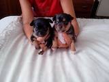 Собаки, щенки Пинчер, цена 2000 Грн., Фото