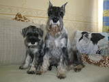 Собаки, щенки Миттельшнауцер, цена 3500 Грн., Фото