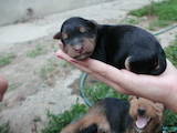 Собаки, щенки Вельштерьер, цена 1500 Грн., Фото