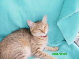 Кішки, кошенята Єгипетська мау, ціна 500 Грн., Фото