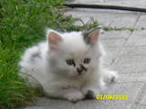 Кішки, кошенята Сибірська, ціна 0.10 Грн., Фото