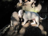 Собаки, щенята Грейхаунд, ціна 500 Грн., Фото