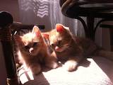 Кішки, кошенята Курильський бобтейл, ціна 1200 Грн., Фото
